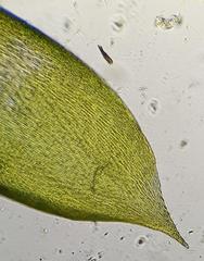 Sematophyllum