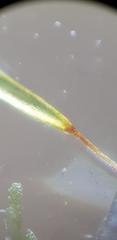 Sematophyllum