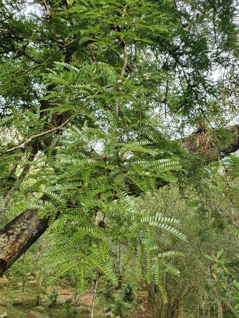 Arcoa gonavensis