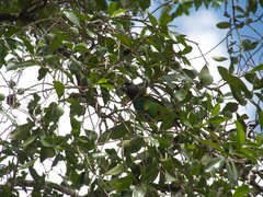 Poicephalus meyeri