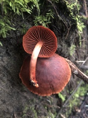 Cortinarius neosanguineus