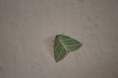 Synchlora bistriaria