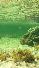 Contusus brevicaudus