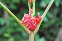 Pentagonia pinnatifida