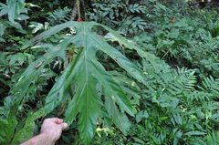 Pentagonia pinnatifida