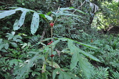 Pentagonia pinnatifida