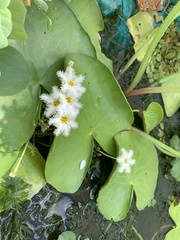 Nymphoides indica