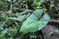 Anthurium ochranthum