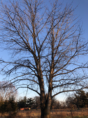 Populus maximowiczii × populus trichocarpa