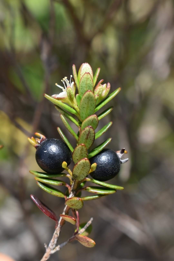 Myrtastrum rufopunctatum (New Caledonian Myrtle)