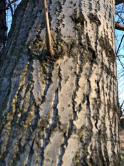 Populus maximowiczii × populus trichocarpa