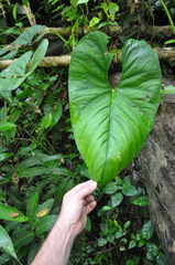 Anthurium ochranthum