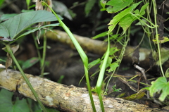 Anthurium ochranthum