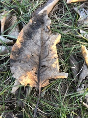 Populus maximowiczii × populus trichocarpa