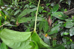 Anthurium ochranthum