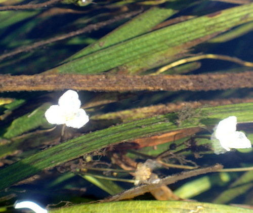 Image of Sagittaria kurziana by (c) mfeaver, some rights reserved (CC BY)