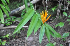 Heliconia longiflora