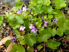 Cymbalaria muralis