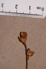 Xyris montana