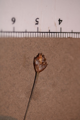 Xyris montana