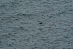 Cephalorhynchus heavisidii
