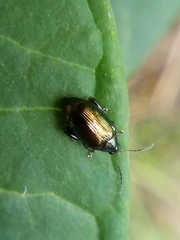 Psylliodes brettinghami