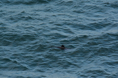 Cephalorhynchus heavisidii