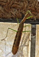 Polyspilota aeruginosa