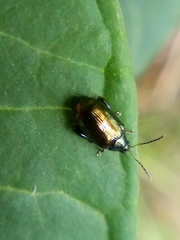 Psylliodes brettinghami
