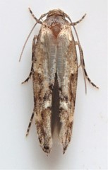 Scythris limbella