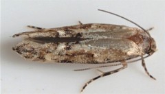 Scythris limbella