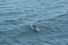 Cephalorhynchus heavisidii
