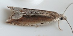Ancylis goodelliana