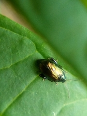 Psylliodes brettinghami