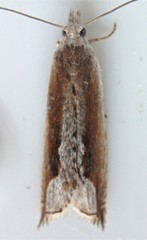 Ancylis goodelliana