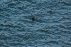Cephalorhynchus heavisidii