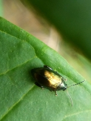 Psylliodes brettinghami