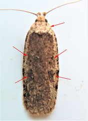 Agonopterix canadensis