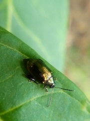 Psylliodes brettinghami