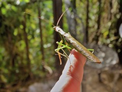Polyspilota aeruginosa