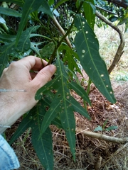 Psylliodes brettinghami