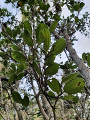 Sarcomphalus domingensis