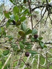 Sarcomphalus domingensis