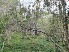 Sarcomphalus domingensis