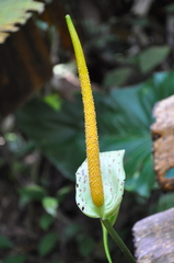 Anthurium ochranthum