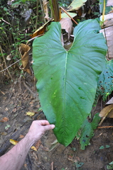 Anthurium ochranthum