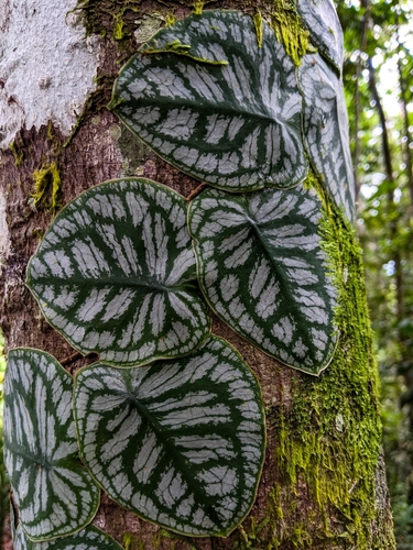 Monstera tuberculata image