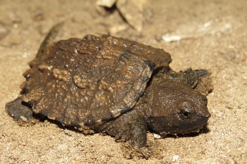 Snapping Turtles (Family Chelydridae) · iNaturalist