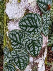 Monstera tuberculata