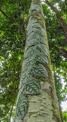 Monstera tuberculata